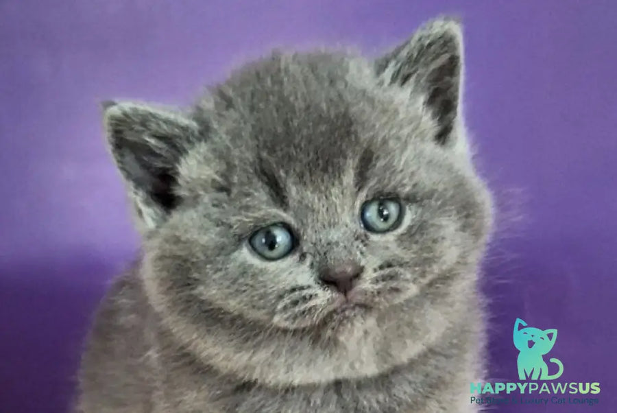 Janeta British Shorthair female blue - live animals