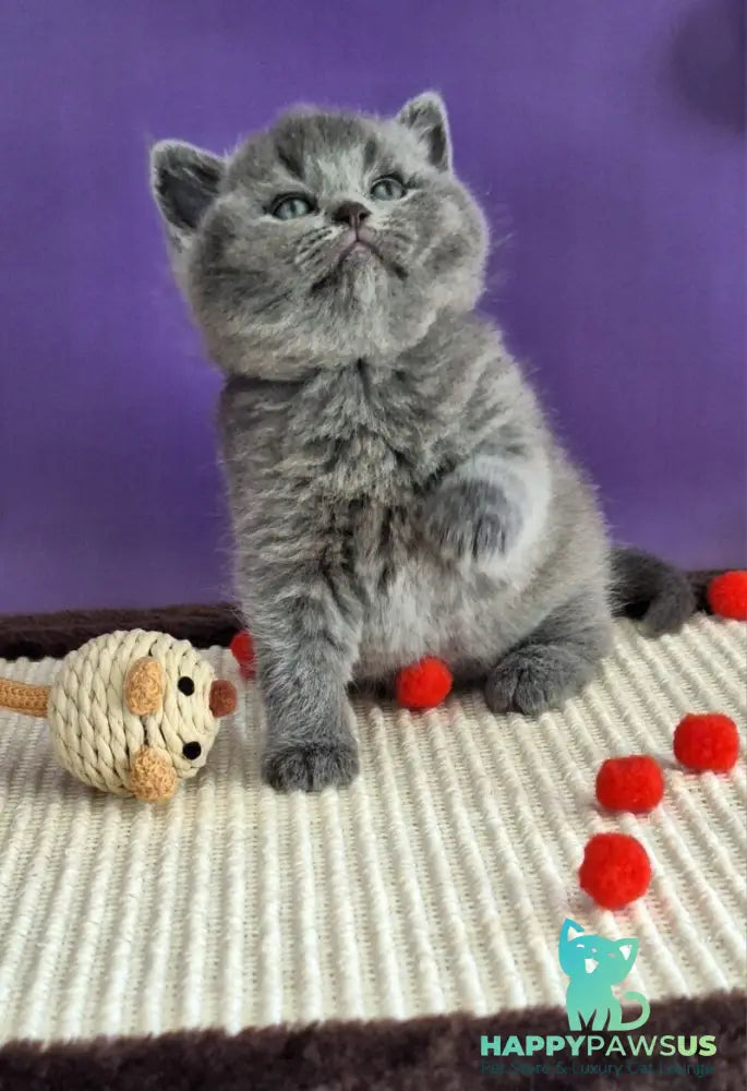 Janeta British Shorthair female blue - live animals