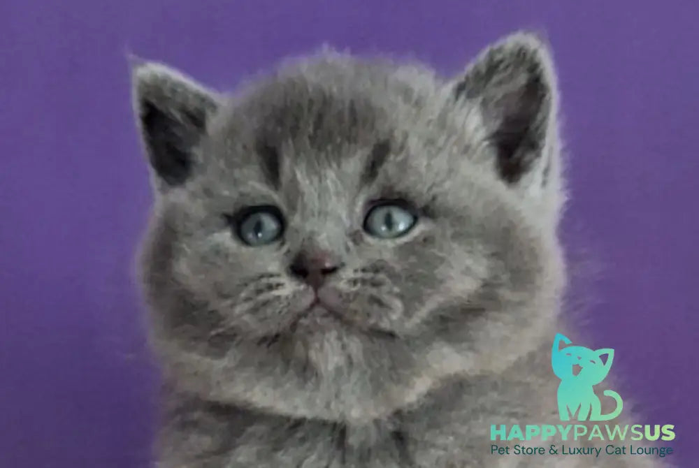 Janeta British Shorthair female blue - live animals