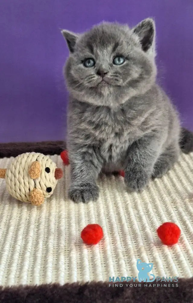 Janeta British Shorthair female blue - live animals