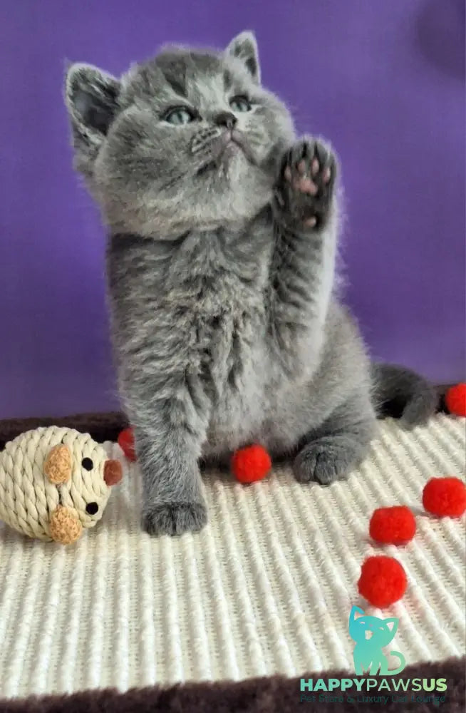 Janeta British Shorthair female blue - live animals
