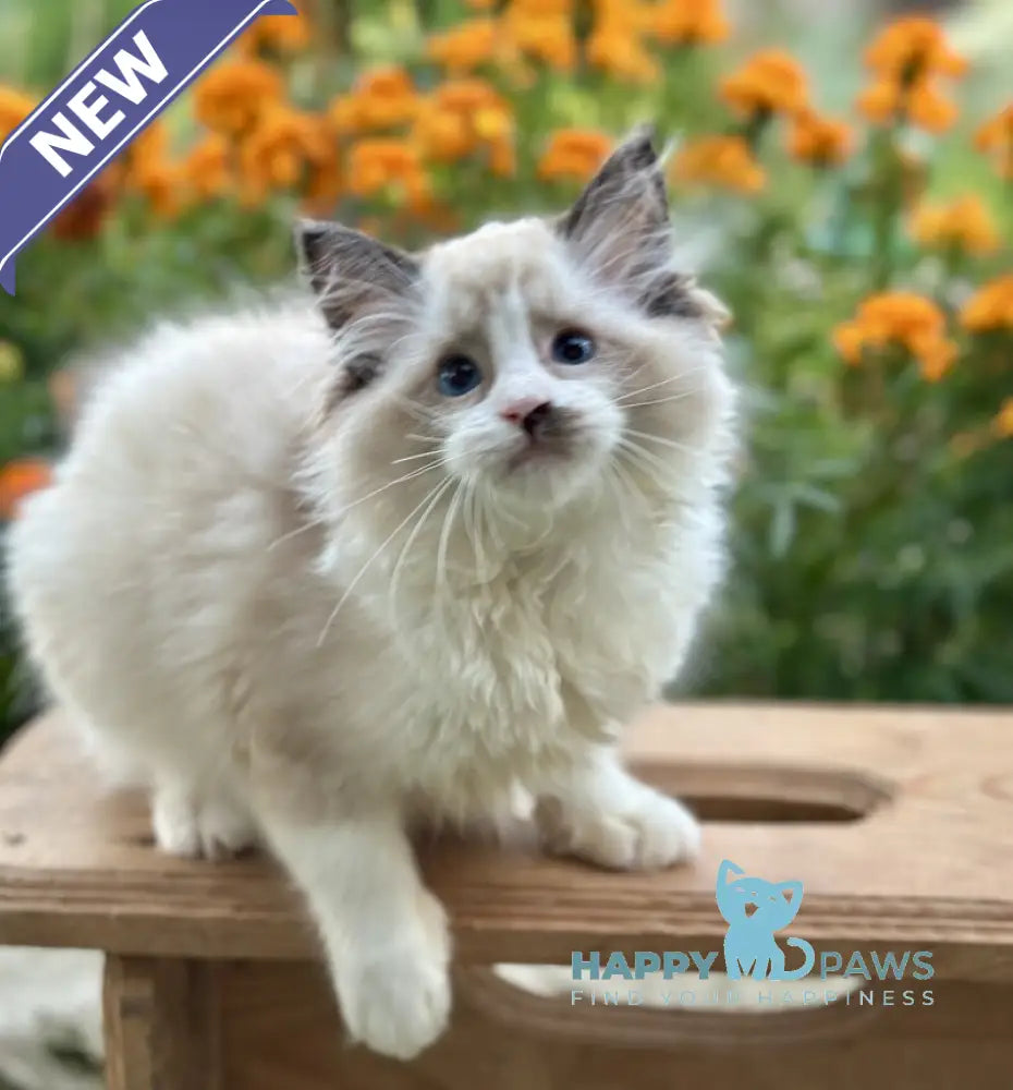 Janett Ragdoll female black bicolour live animals