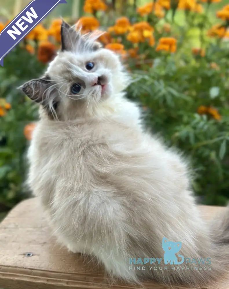 Janett Ragdoll female black bicolour live animals