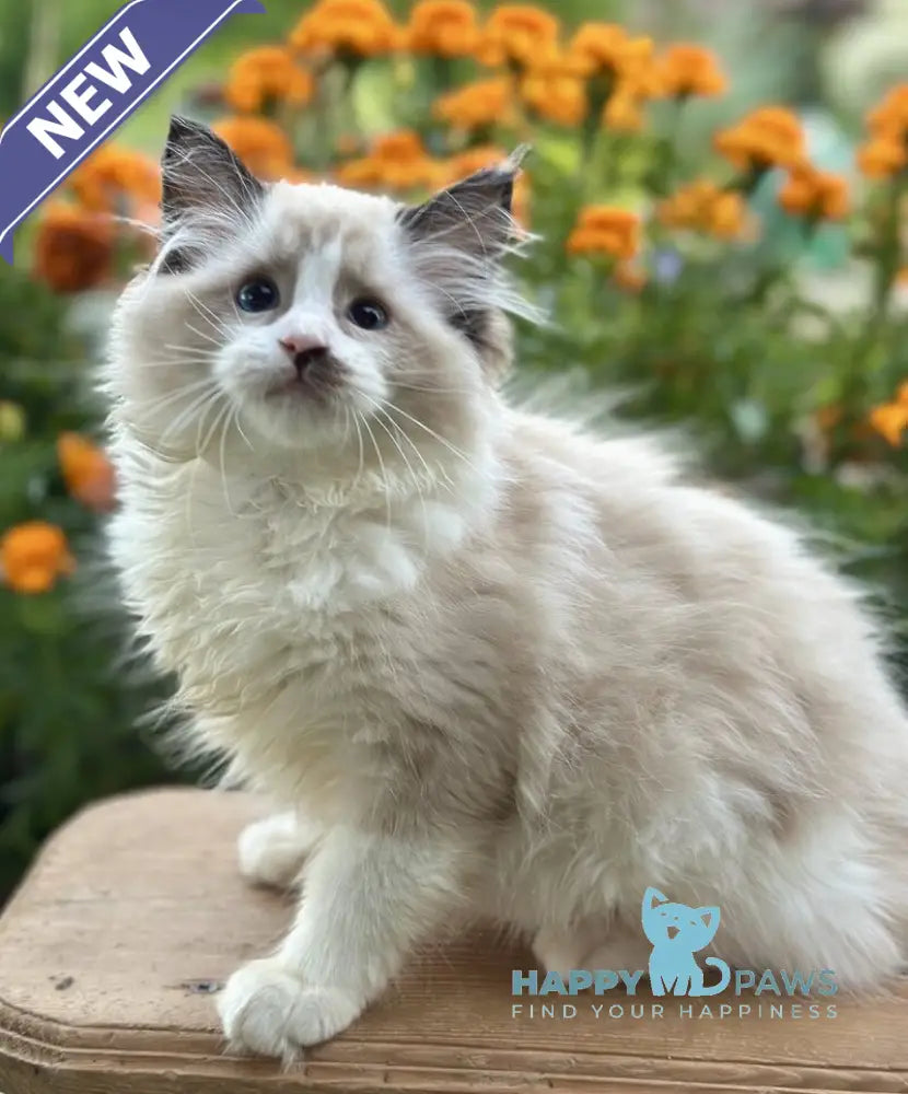 Janett Ragdoll female black bicolour live animals