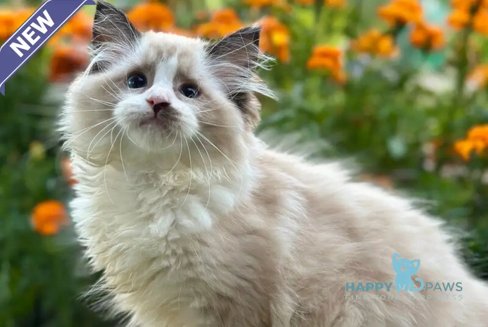 Janett Ragdoll female black bicolour live animals