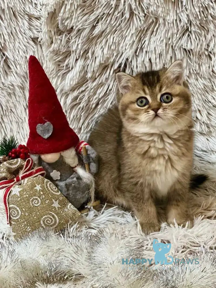 Janie Scottish Straight female black ticked tabby live animals