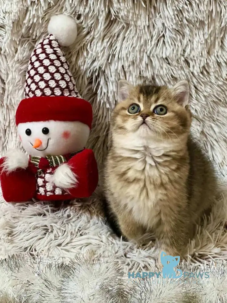 Janie Scottish Straight female black ticked tabby live animals