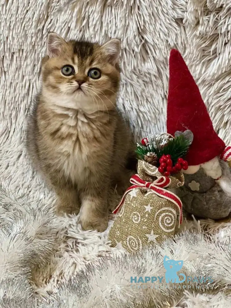 Janie Scottish Straight female black ticked tabby live animals