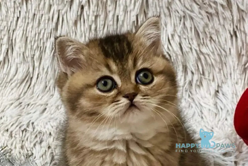 Janie Scottish Straight female black ticked tabby live animals