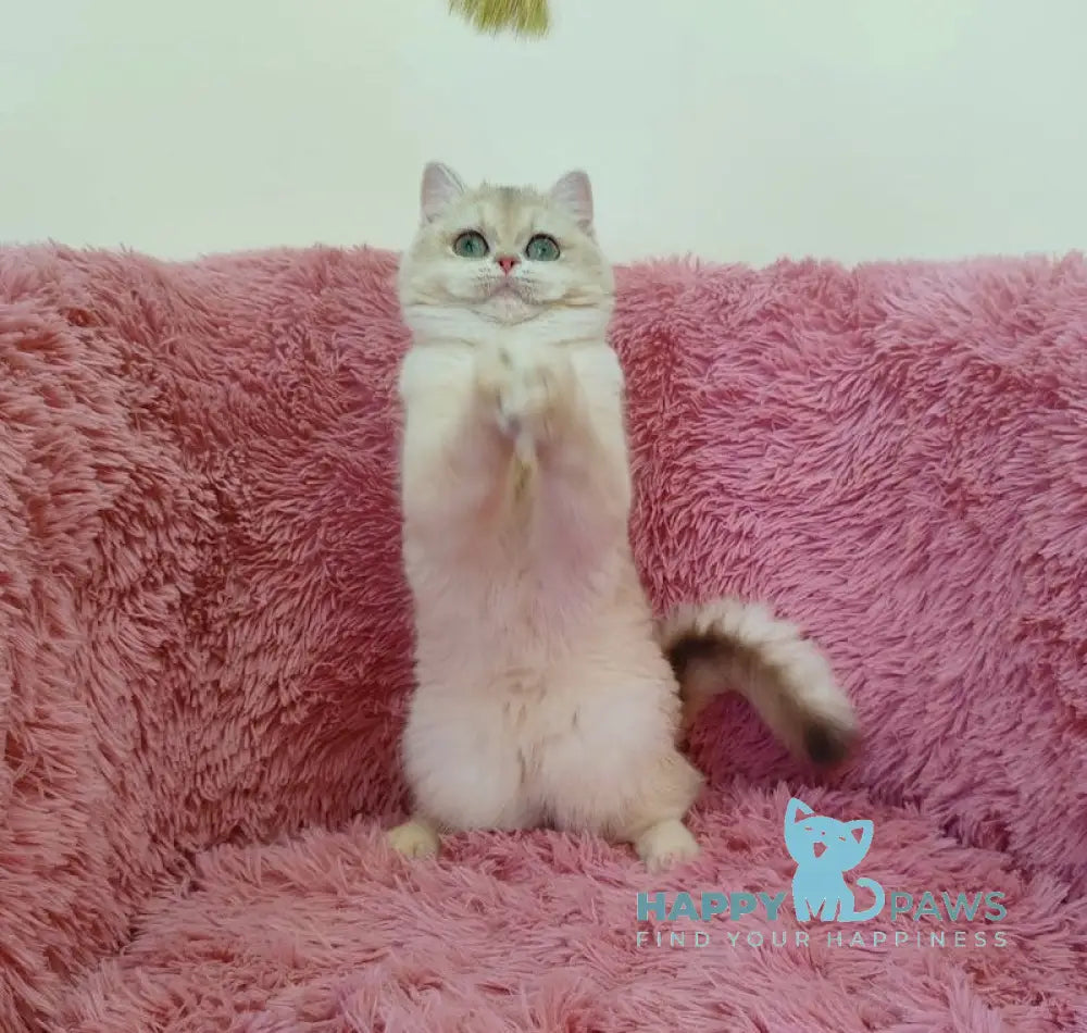 Janka British Shorthair female blue golden chinchilla live animals