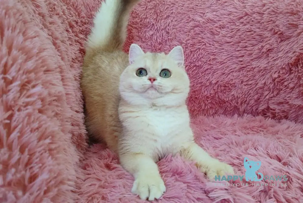 Janka British Shorthair female blue golden chinchilla live animals