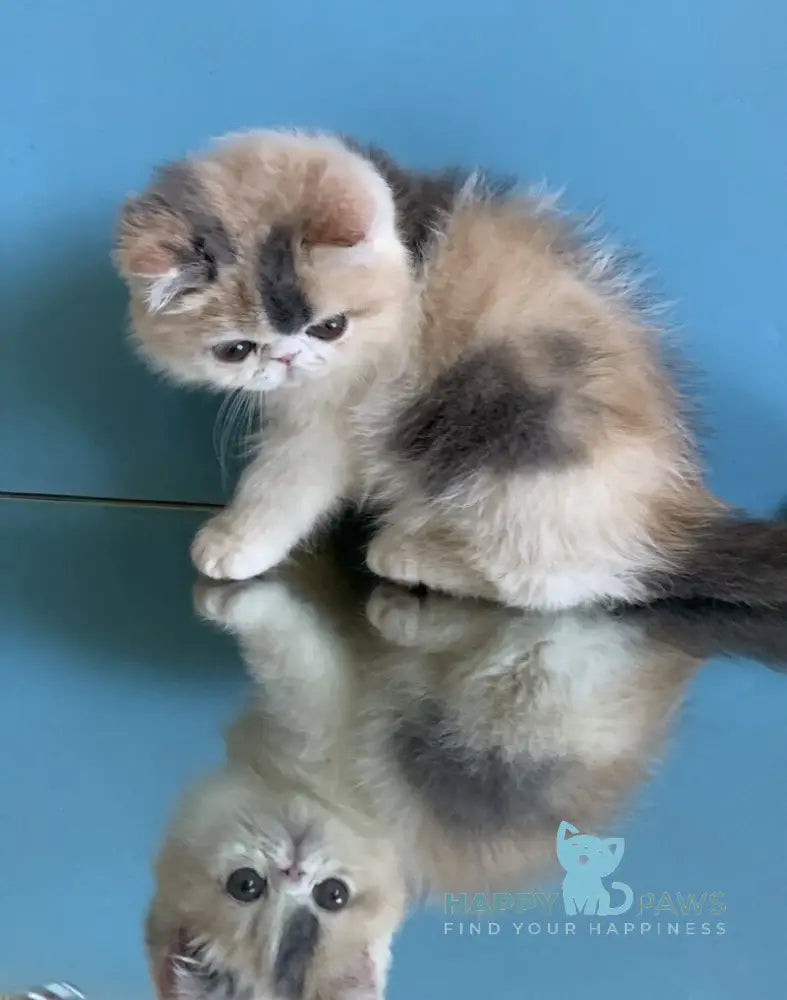 Janna Exotic female blue tortie bicolour live animals