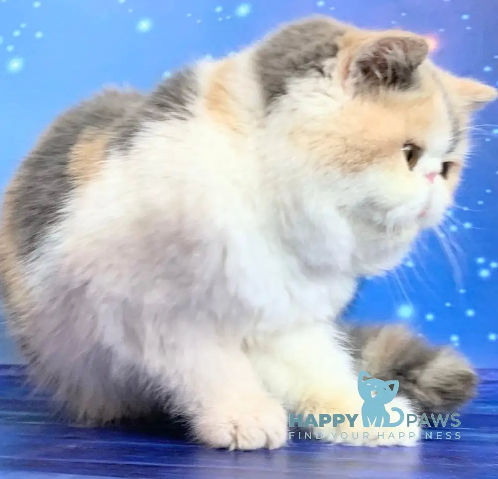 Janna Exotic female blue tortie bicolour live animals