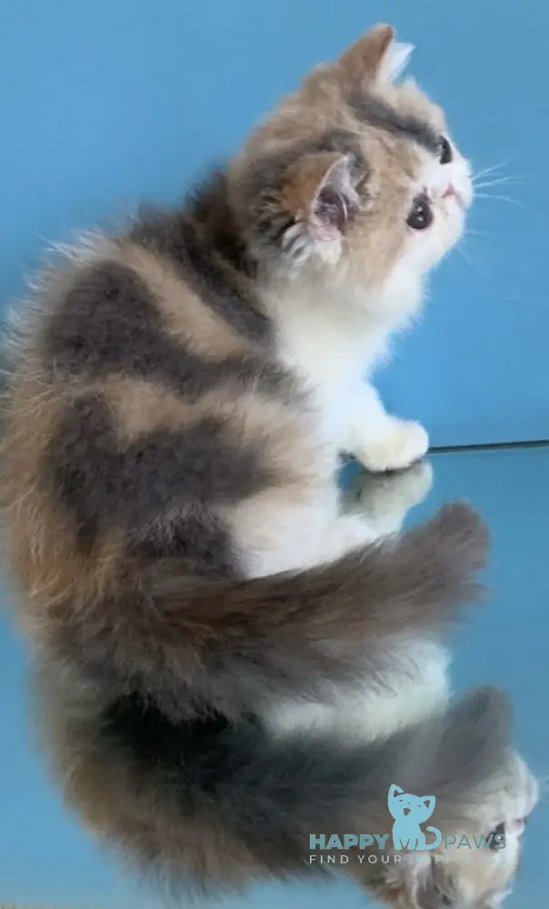 Janna Exotic female blue tortie bicolour live animals