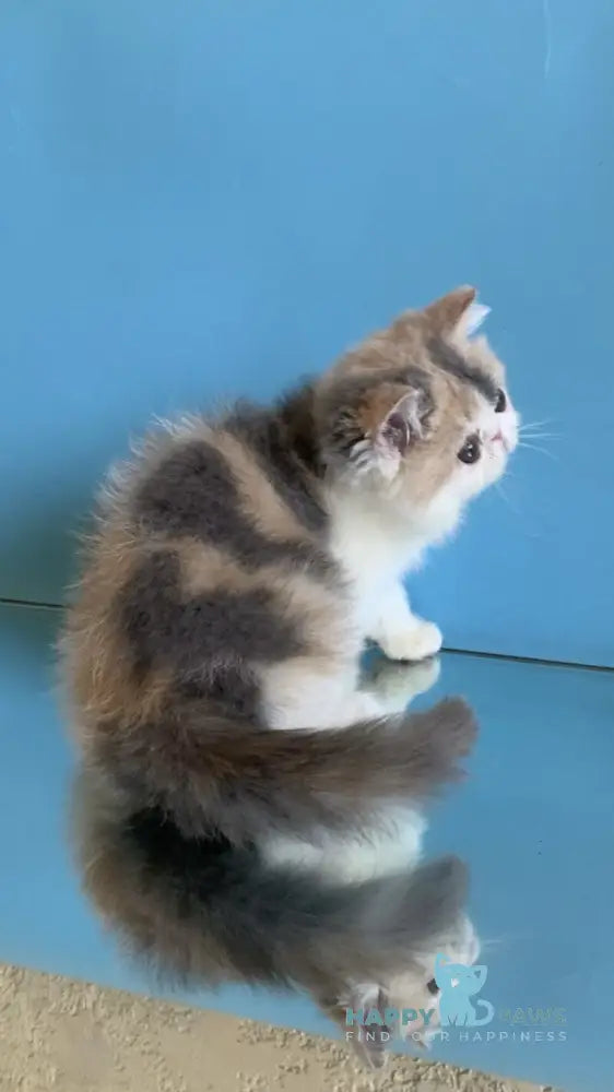 Janna Exotic female blue tortie bicolour live animals