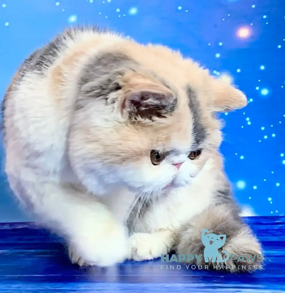 Janna Exotic female blue tortie bicolour live animals