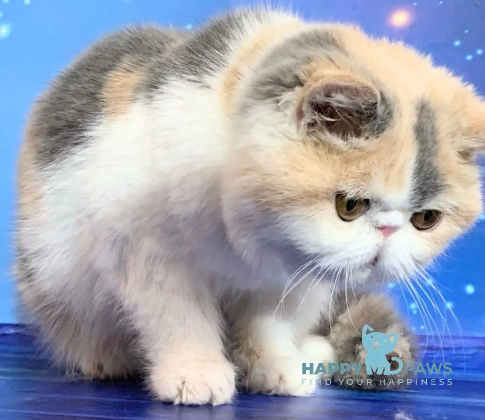 Janna Exotic female blue tortie bicolour live animals