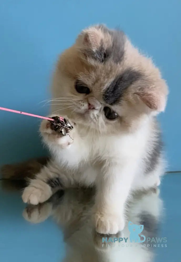 Janna Exotic female blue tortie bicolour live animals