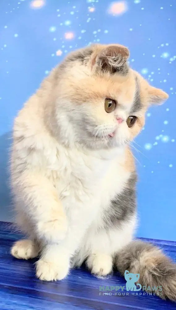 Janna Exotic female blue tortie bicolour live animals