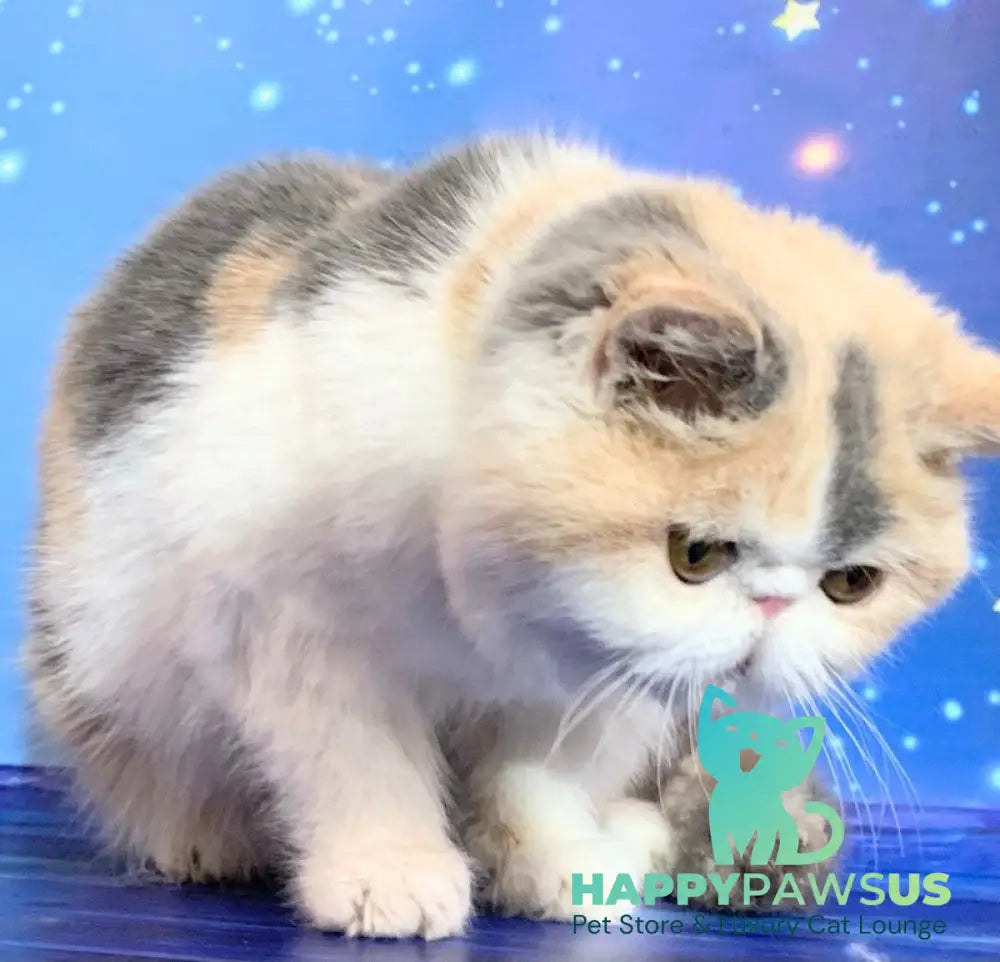 Janna Exotic female blue tortie bicolour live animals