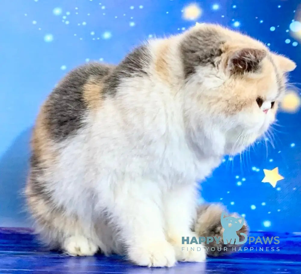 Janna Exotic female blue tortie bicolour live animals