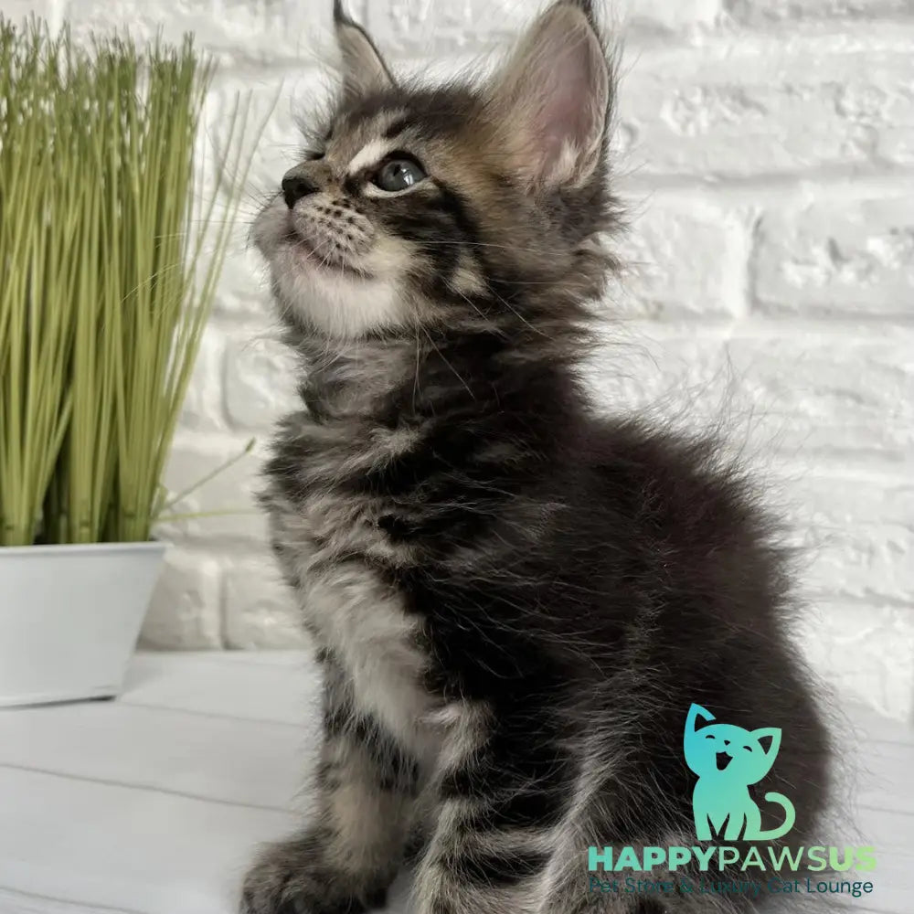 Janny Maine Coon female black tabby - live animals