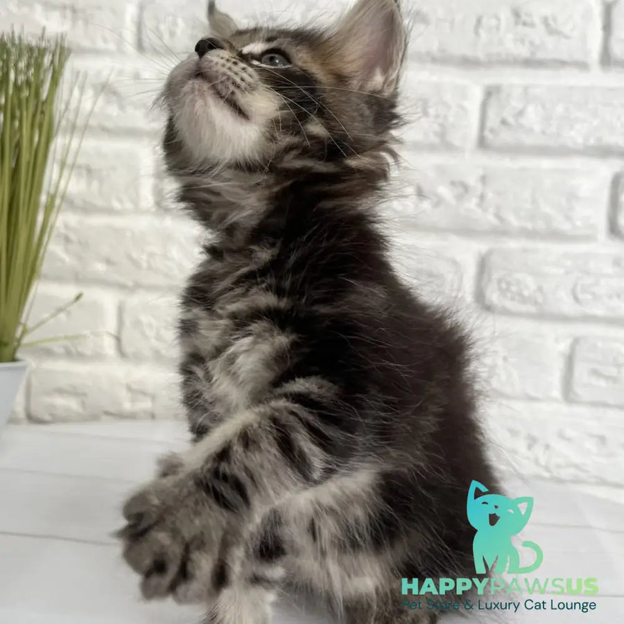 Janny Maine Coon female black tabby - live animals