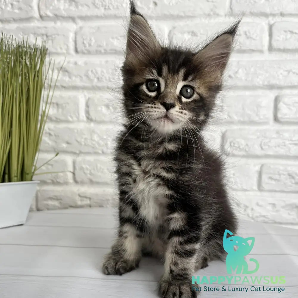 Janny Maine Coon female black tabby - live animals