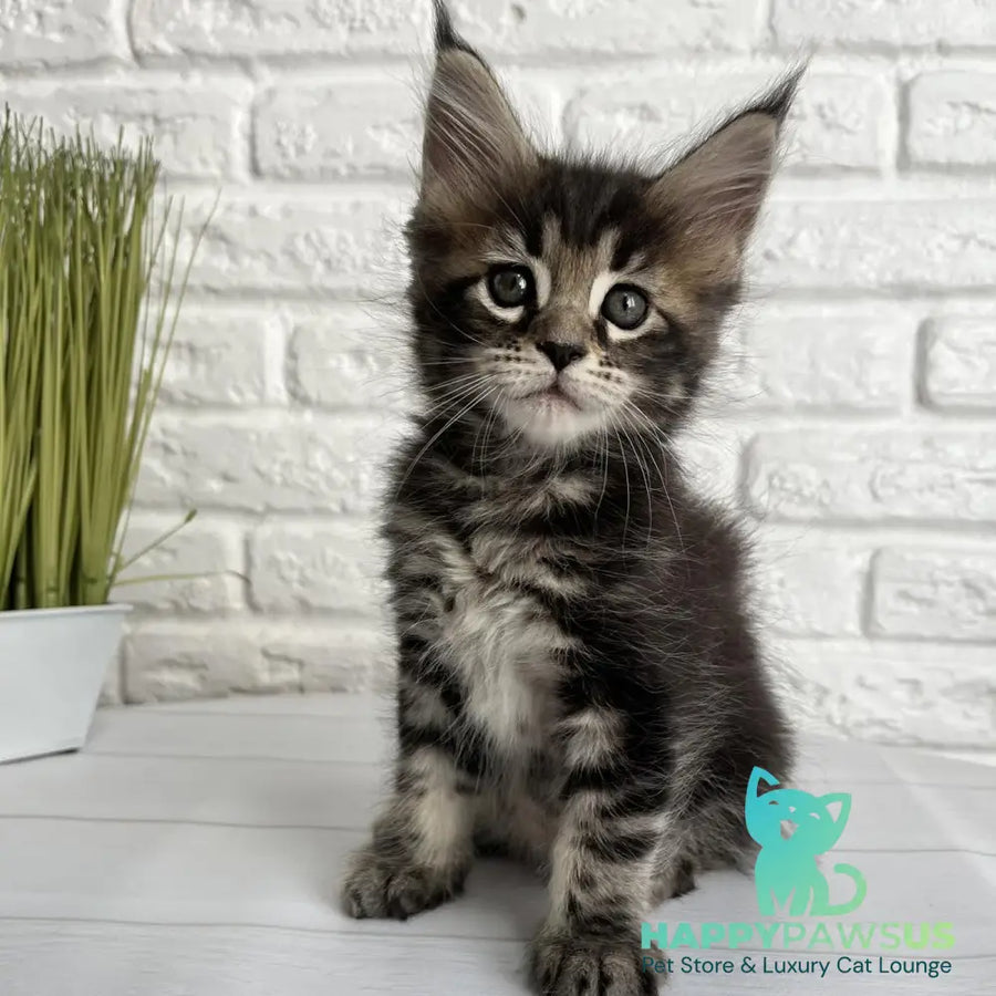 Janny Maine Coon female black tabby - live animals
