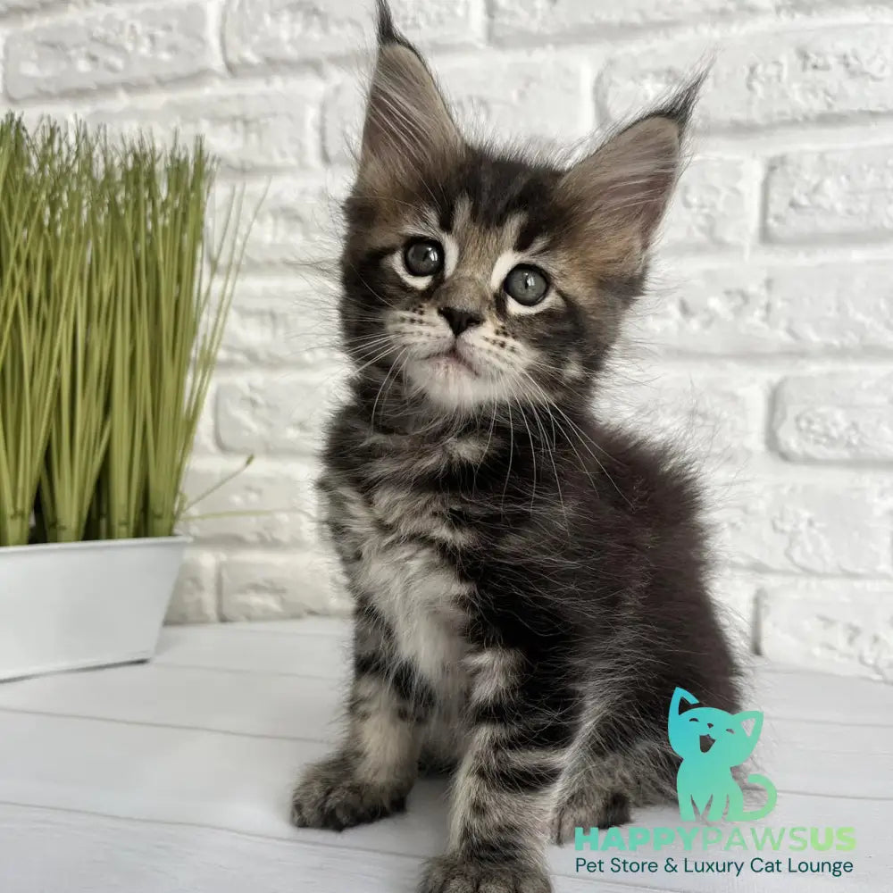 Janny Maine Coon female black tabby - live animals