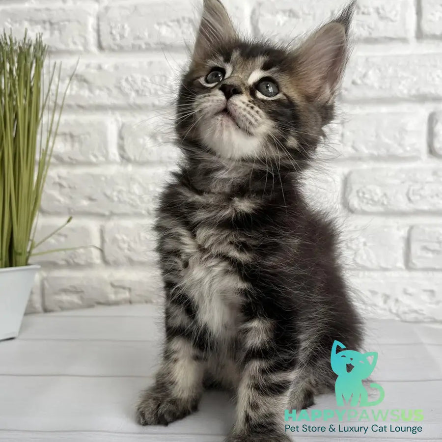 Janny Maine Coon female black tabby - live animals