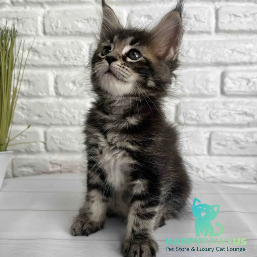 Janny Maine Coon female black tabby - live animals