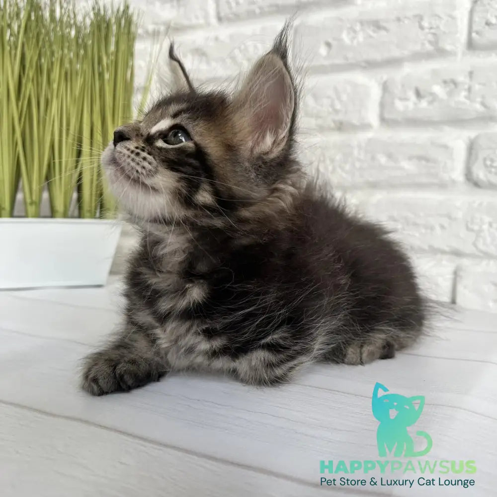 Janny Maine Coon female black tabby - live animals