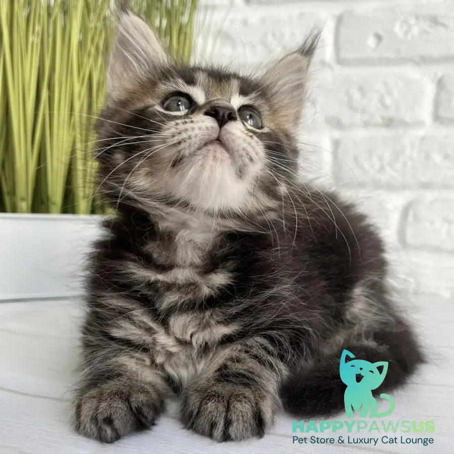 Janny Maine Coon female black tabby - live animals