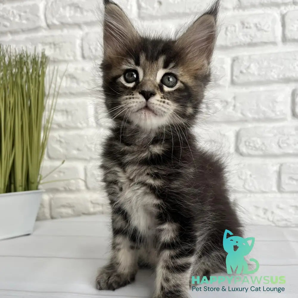 Janny Maine Coon female black tabby - live animals
