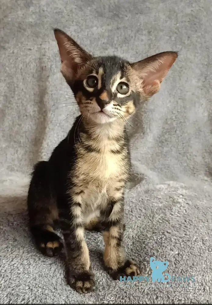 Jar Urala Oriental Shorthair male black charcoal live animals