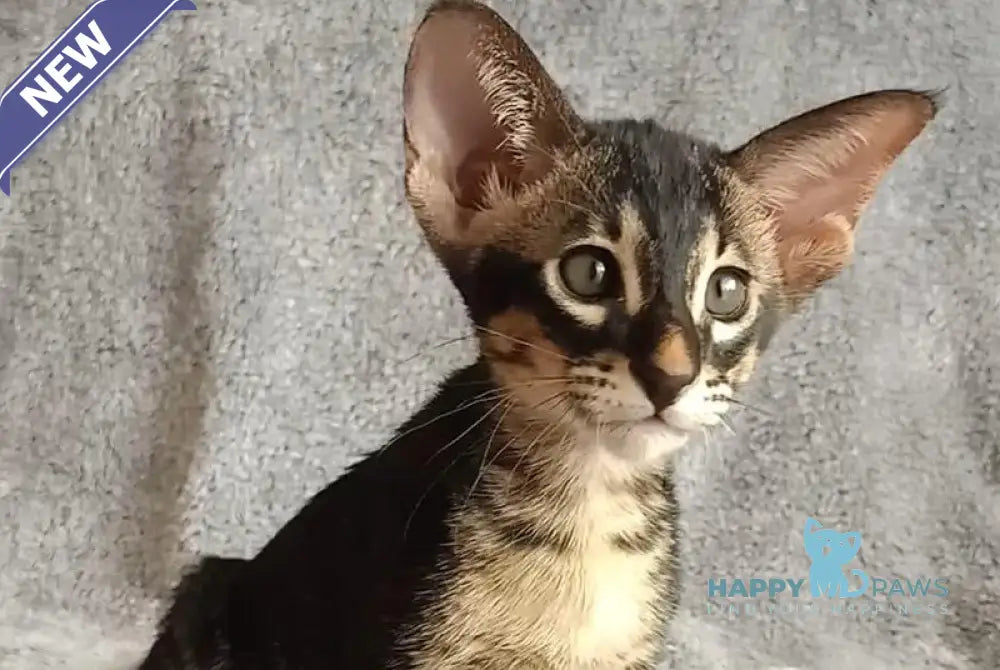 Jar Urala Oriental Shorthair male black charcoal live animals