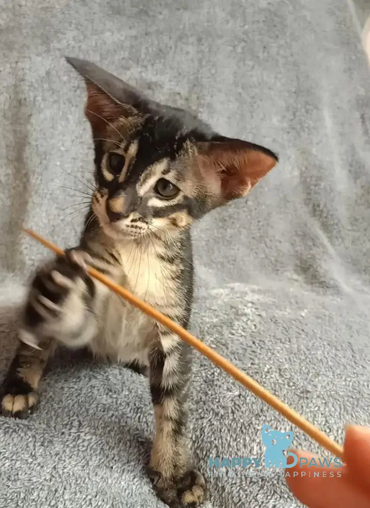 Jar Urala Oriental Shorthair male black charcoal live animals