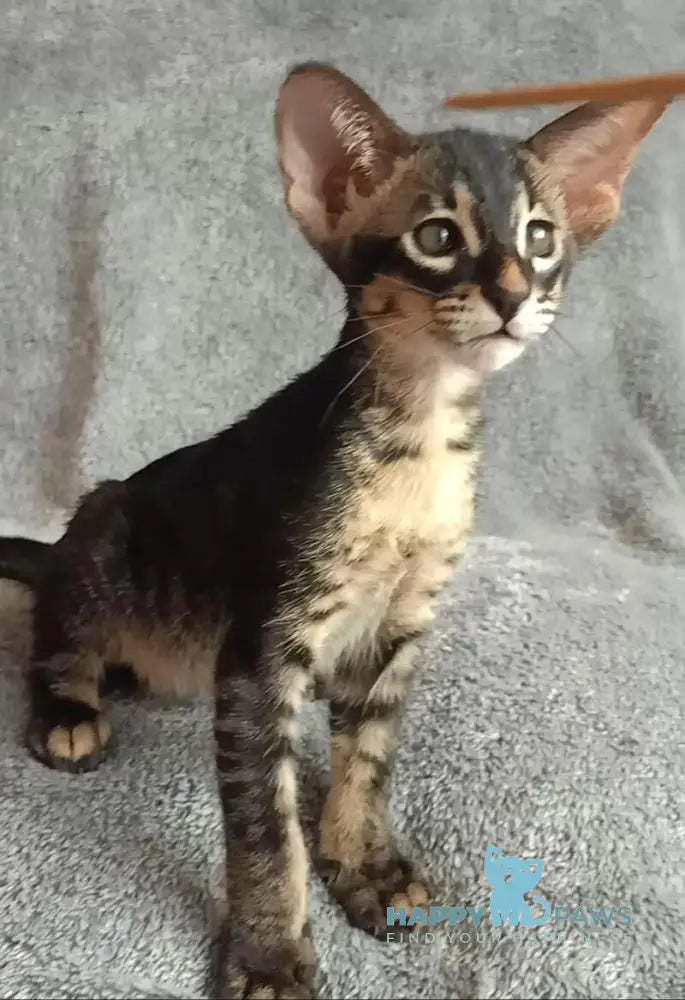 Jar Urala Oriental Shorthair male black charcoal live animals