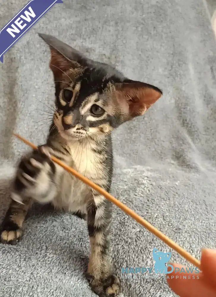 Jar Urala Oriental Shorthair male black charcoal live animals