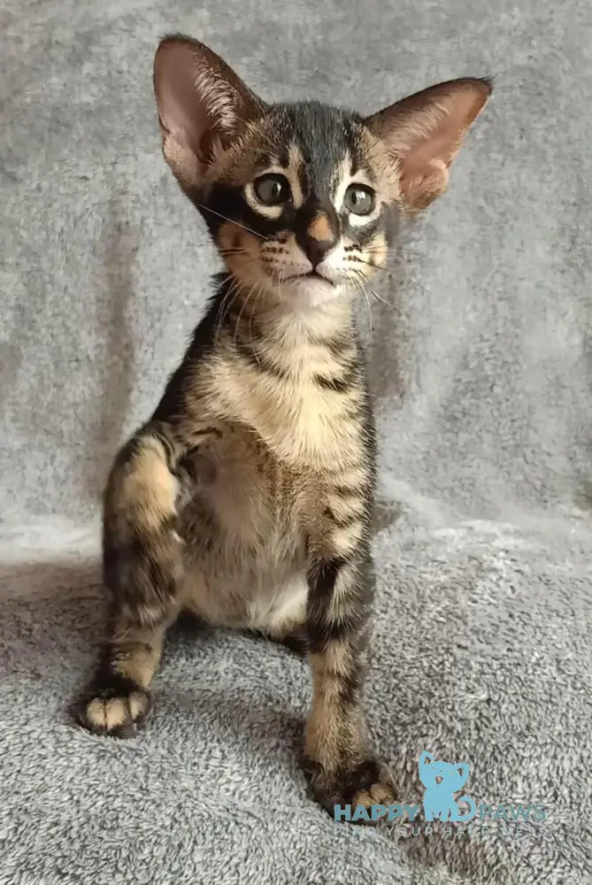 Jar Urala Oriental Shorthair male black charcoal live animals