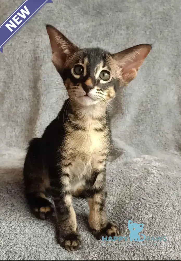 Jar Urala Oriental Shorthair male black charcoal live animals