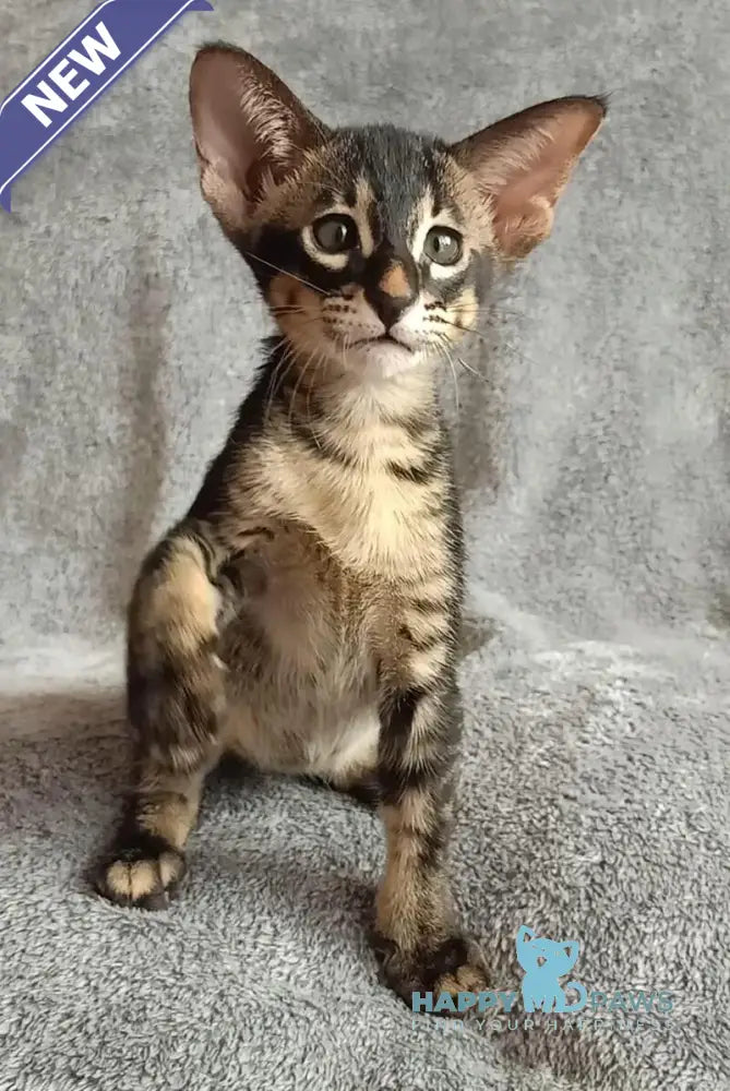 Jar Urala Oriental Shorthair male black charcoal live animals