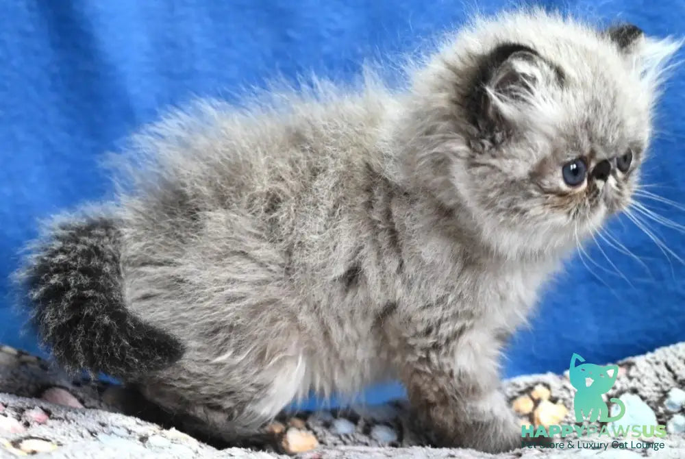 Jared Persian male black tabby pointed - live animals