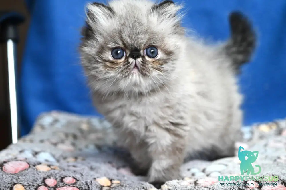 Jared Persian male black tabby pointed - live animals