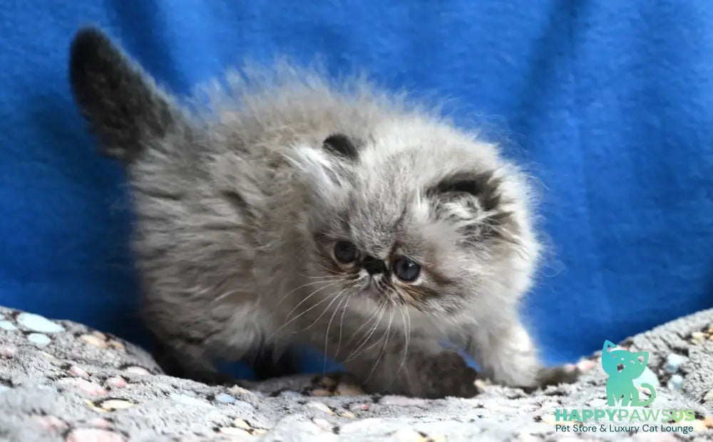 Jared Persian male black tabby pointed - live animals