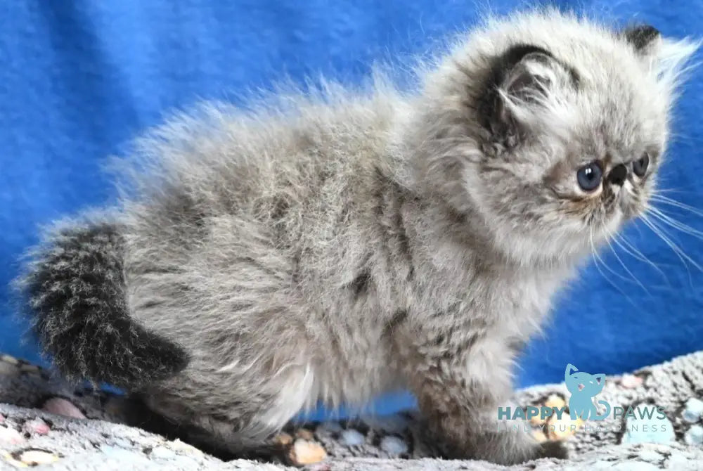 Jared Persian male black tabby pointed - live animals