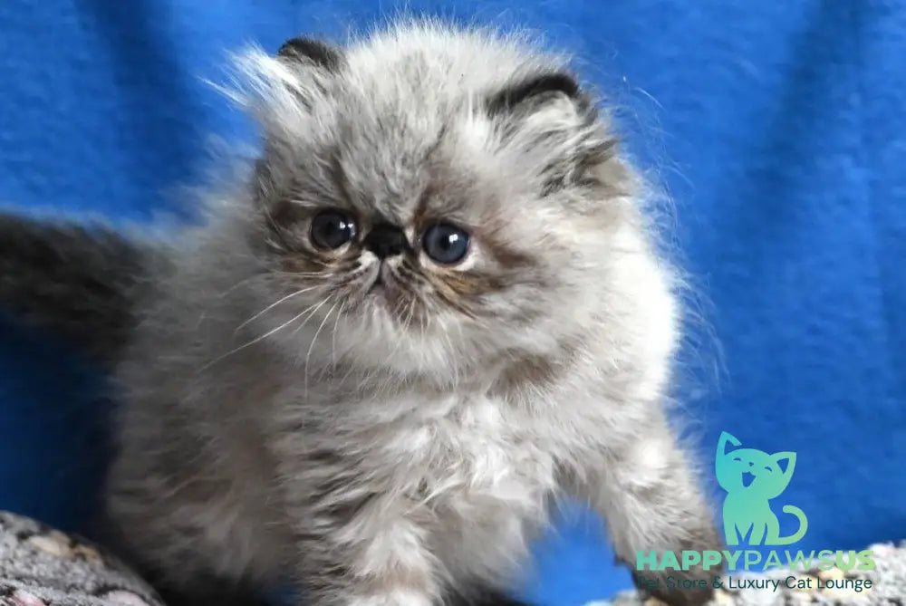 Jared Persian male black tabby pointed - live animals