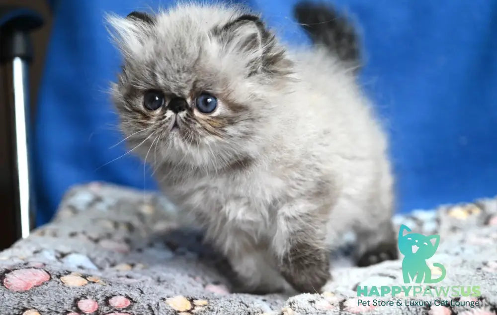 Jared Persian male black tabby pointed - live animals