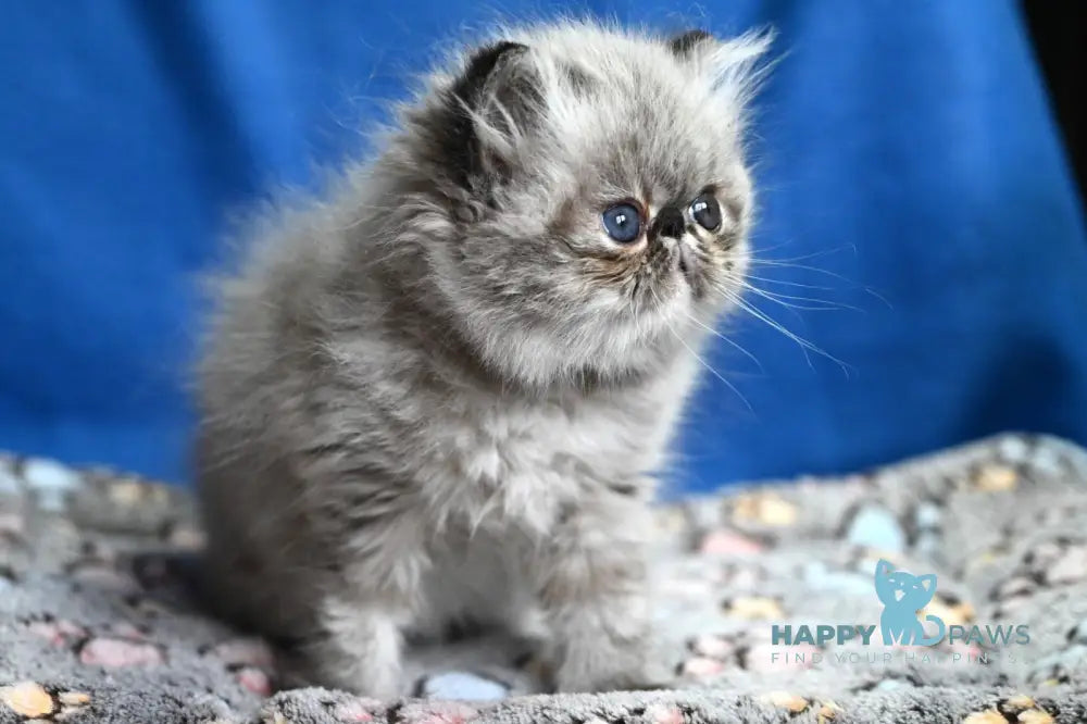 Jared Persian male black tabby pointed - live animals